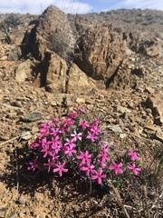 Phlox hirsuta