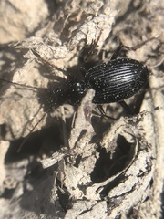 Coleoptera