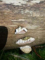 Skeletocutis carneogrisea