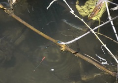 Prodasineura integra