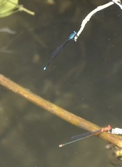 Prodasineura integra