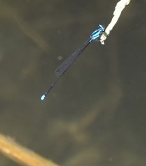 Prodasineura integra