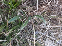 Echinacea angustifolia