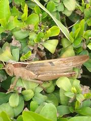 Acanthacris ruficornis