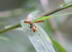 Mischocyttarus phthisicus