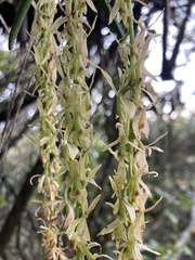 Epidendrum moritzii