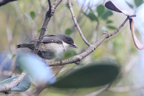 Puerto Rican Tanager (Nesospingus speculiferus), photo 10