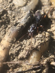 Coleoptera