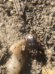 Coleoptera