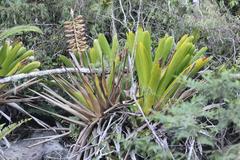 Vriesea macrostachya