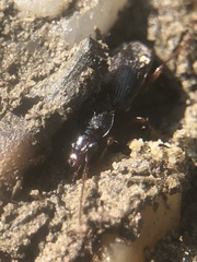 Coleoptera