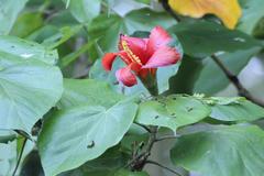 Hibiscus elatus