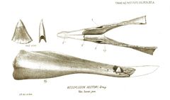 Hector's Beaked Whale photo 3