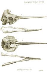 Hector's Beaked Whale photo 4