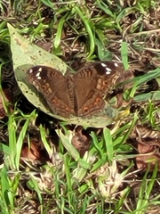 Junonia natalica