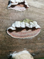 Skeletocutis carneogrisea