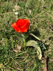 Tulipa