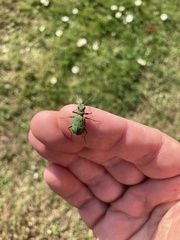 Cicindela campestris