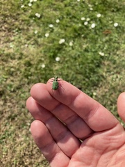 Cicindela campestris