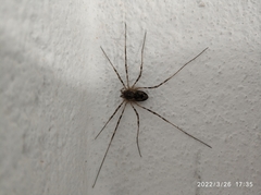 Opiliones