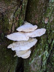 Tyromyces galactinus