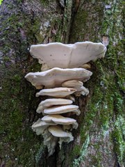 Tyromyces galactinus