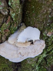 Tyromyces galactinus