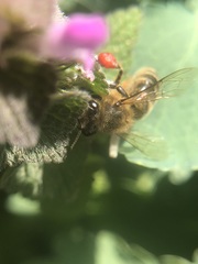 Apis mellifera