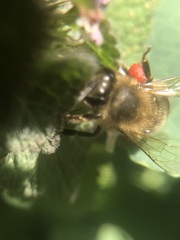 Apis mellifera