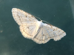 Protitame virginalis