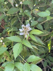 Rubus argutus
