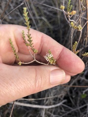 Macrostylis cauliflora