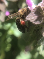 Apis mellifera