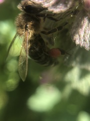 Apis mellifera
