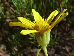 Othonna leptodactyla