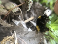 Bombus haematurus