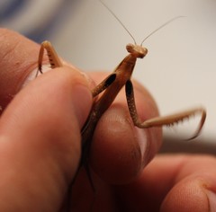 Mantis religiosa