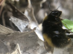 Bombus haematurus