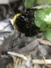Bombus haematurus