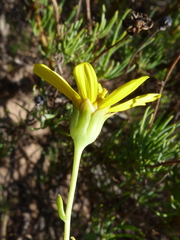 Othonna leptodactyla