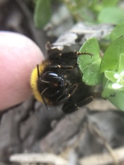 Bombus haematurus