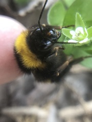 Bombus haematurus