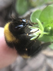 Bombus haematurus