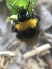 Bombus haematurus