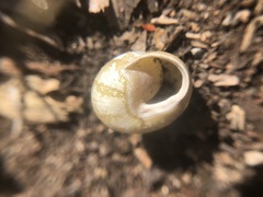 Cepaea hortensis
