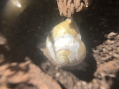 Cepaea hortensis
