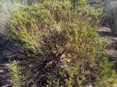 Othonna leptodactyla