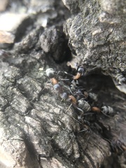 Liometopum microcephalum