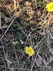 Potentilla incana
