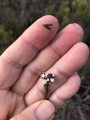 Euchaetis diosmoides